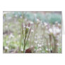 Bittercress Weed Going To Seed Greeting Cards