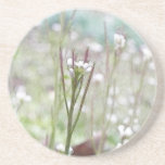 Bittercress Weed Going To Seed Coaster