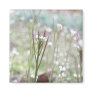 Bittercress Weed Going To Seed Magnet