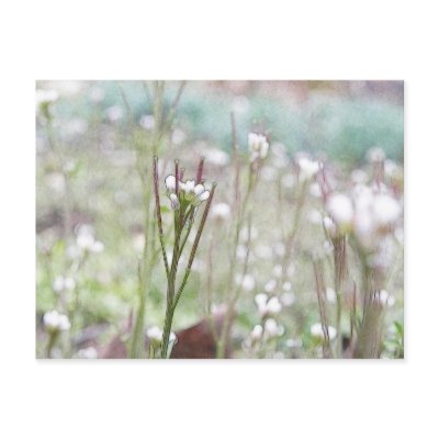 Bittercress Weed Going To Seed Post Cards by Pretty_World