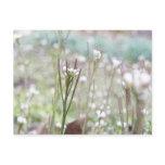 Bittercress Weed Going To Seed postcards