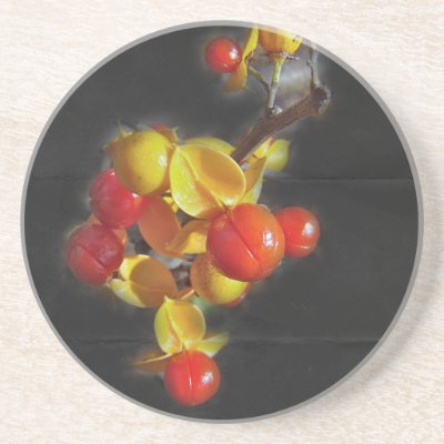 Bittersweet Berries - Autumn Beauty Coasters by CarolsCamera