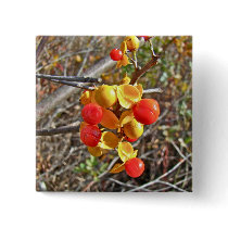 Bittersweet Vine Berries Items Pinback Buttons