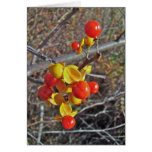 Bittersweet Vine Berries Items Card