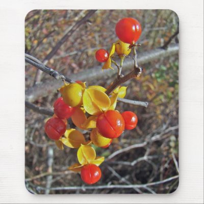 Bittersweet Vine Berries Items Mousepads by CarolsCamera