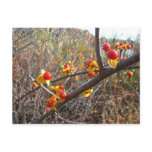 Bittersweet Vine Berries Items Postcards