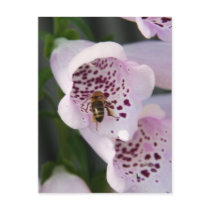 BIZZY BEE POST CARDS