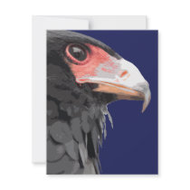 Black African Bateleur Eagle