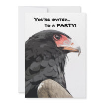 Black African Bateleur Eagle