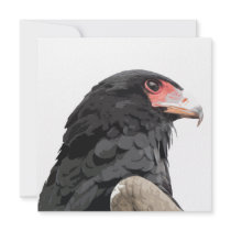 Black African Bateleur Eagle