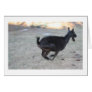 Black alpine goat doe running away to right cards