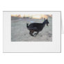 Black alpine goat doe running away to right card