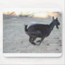 Black alpine goat doe running away to right use pads