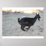 Black alpine goat doe running away to right print