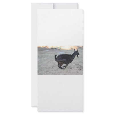 Black alpine goat doe running away to right customized rack card by SusansZooCrew