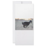 Black alpine goat doe running away to right rack cards