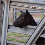 Black alpine goat doe waiting at metal gate photo cut outs