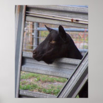 Black alpine goat doe waiting at metal gate
