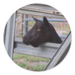 Black alpine goat doe waiting at metal gate