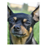 Black and Brown Chihuahua Postcard