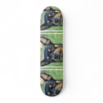 Black and Brown Chihuahua  Skateboard