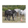 Black and grey Percheron foal in France Postcards
