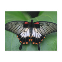 Black and Pink Swallowtail Butterfly Postcard
