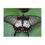 Black and Pink Swallowtail Butterfly Postcard