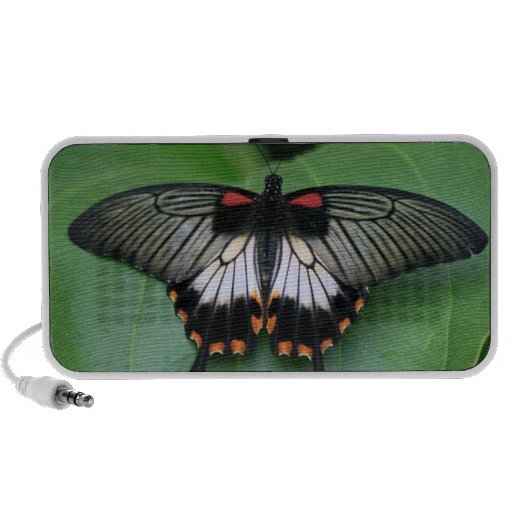 Black and Pink Swallowtail Butterfly Speakers