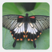 Black and Pink Swallowtail Butterfly Sticker