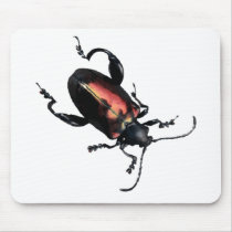 Black and Red Beetle bug