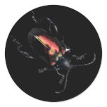 Black and Red Beetle bug