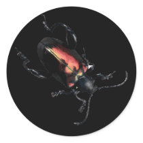 Black and Red Beetle bug