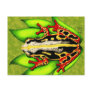 Black and Red Tree Frog Postcards