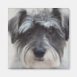 Black and Silver Schnauzer Square Magnet