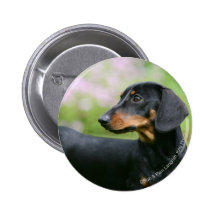 Black and Tan Miniture Dachshund 2 Buttons
