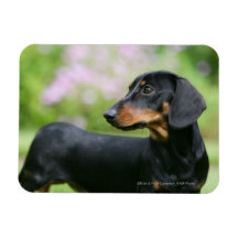 Black and Tan Miniture Dachshund 2 Rectangle Magnets