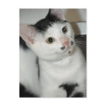 Black and White American Shorthair Cat Postcards