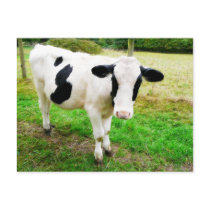 Black and White Apostrophe S Cow