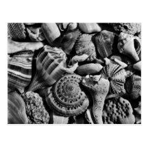 Black and White Beach Shells Postcard