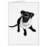 Black and White Black Lab Puppy image