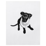 Black and White Black Lab Puppy image