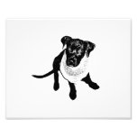 Black and White Black Lab Puppy image