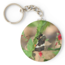 Black and White Buck Moth