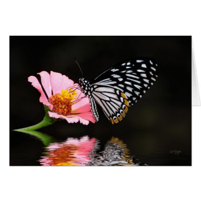 Black and White Butterfly Blank Card by LoisBryan