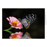 Black and White Butterfly Blank Card