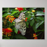 Black and White Butterfly Canvas posters