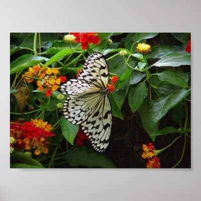 Black and White Butterfly Canvas by San_Marcos_Mamma