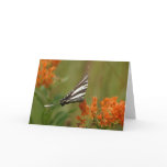 Black and White Butterfly cards