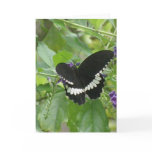 Black and White Butterfly Greeting Card